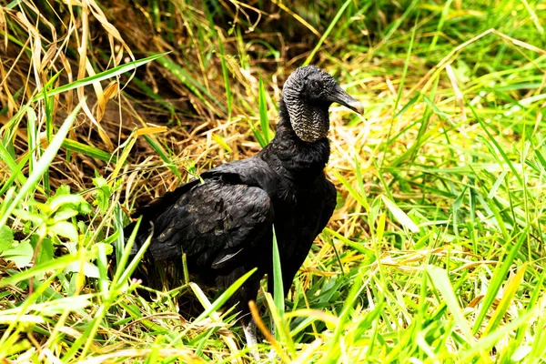 Abutre Preto Coragyps Atratus — Fotografia de Stock