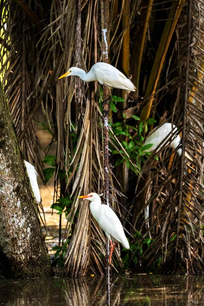 哥伦比亚Egret Bubulcus Ibis牛协会 — 图库照片