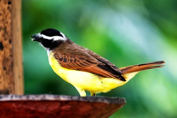 Flycatcher Rusty Margined Tree Myiozetetes Cayanensis Beautiful Colored Flycatcher Eastern — Foto de Stock