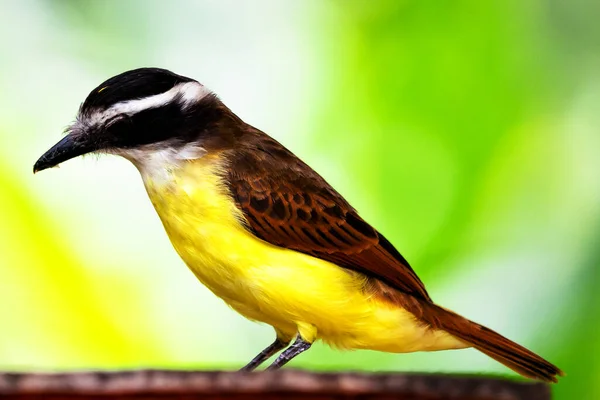 Flycatcher Rusty Margined Tree Myiozetetes Cayanensis Beautiful Colored Flycatcher Eastern — Foto de Stock