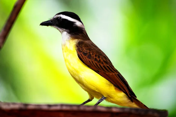 Flycatcher Rusty Margined Tree Myiozetetes Cayanensis Beautiful Colored Flycatcher Eastern — Foto de Stock