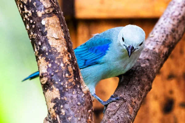 Hermoso Tanager Gris Azulado Thraupis Episcopus Encaramado Una Rama Naranja — Foto de Stock