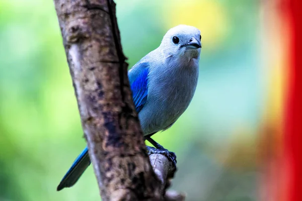 Hermoso Tanager Gris Azulado Thraupis Episcopus Encaramado Una Rama Naranja — Foto de Stock