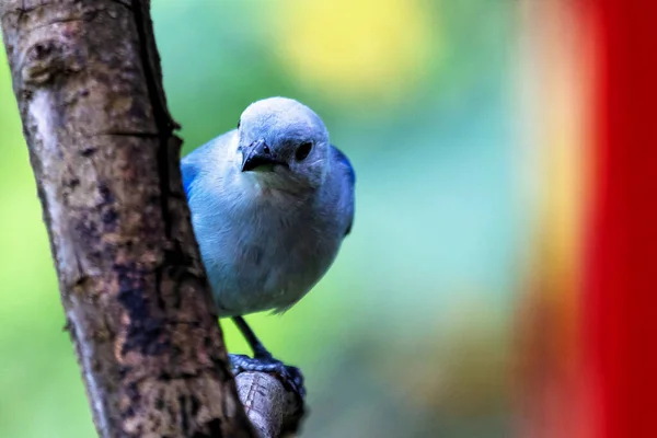 Schöne Blaugraue Tanager Thraupis Episcopus Thront Auf Einem Orangefarbenen Zweig — Stockfoto