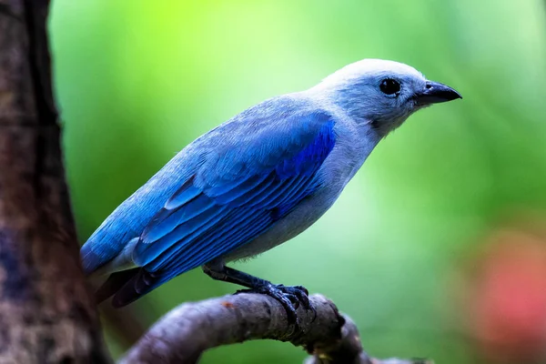 Hermoso Tanager Gris Azulado Thraupis Episcopus Encaramado Una Rama Naranja — Foto de Stock