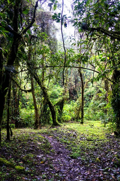 Vista Panorâmica Floresta Tropical Reserva Rio Blanco Interior Colômbia Perto — Fotografia de Stock