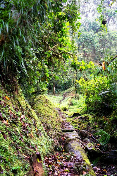 Vista Panorámica Selva Tropical Reserva Río Blanco Campo Colombia Cerca — Foto de Stock