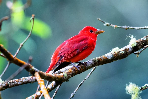 Summer Tanager, Piranga Rubra, doğadaki kırmızı kuş. Yeşil palmiye ağacında duran tanjant. Kolombiya 'da kuş gözlemciliği. Güney Amerika 'da vahşi yaşam sahnesi