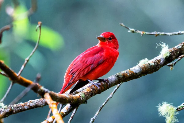 Nyári Tanager Piranga Rubra Vörös Madár Természetben Tanager Zöld Pálmafán — Stock Fotó