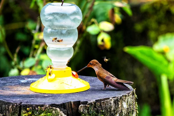 Grüner Glänzender Kolibri Kolumbianischen Dschungel Südamerika — Stockfoto