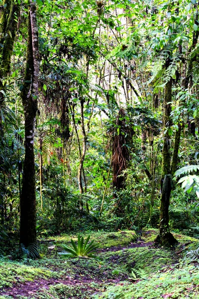 Vista Panorámica Selva Tropical Reserva Río Blanco Campo Colombia Cerca —  Fotos de Stock