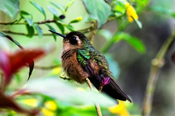 Beija Flor Brilhante Verde Visto Selva Colombiana América Sul — Fotografia de Stock