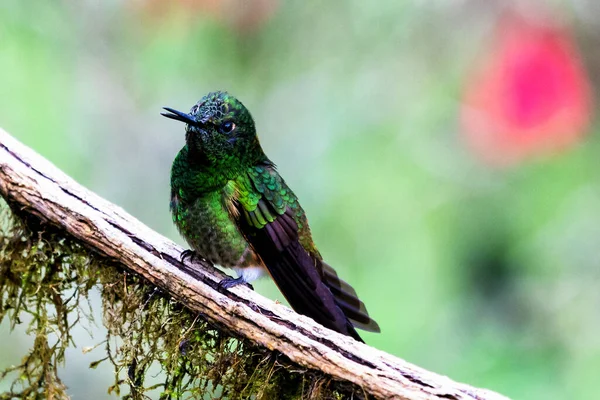 Colibri Brillant Vert Dans Jungle Colombienne Amérique Sud — Photo