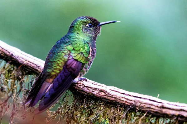 Beija Flor Brilhante Verde Visto Selva Colombiana América Sul — Fotografia de Stock