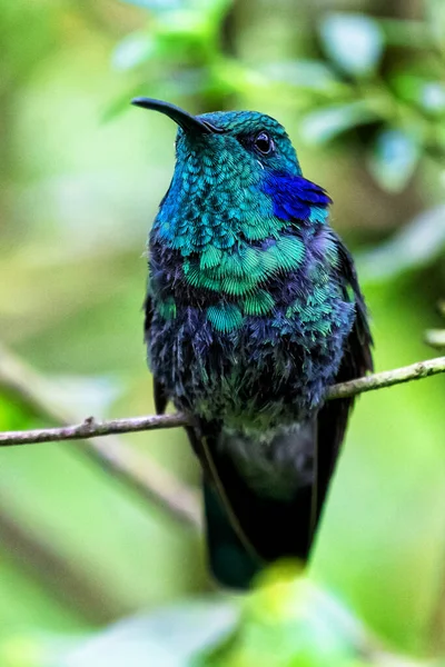 Colibri Brillant Vert Dans Jungle Colombienne Amérique Sud — Photo