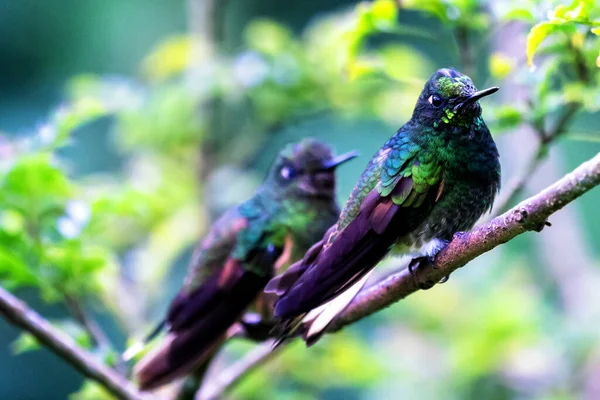 Colibrí Verde Brillante Visto Selva Colombiana América Del Sur —  Fotos de Stock