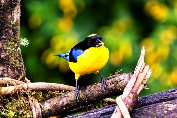 Tanager Asa Azul Anisognathus Somptuosus Manizales Colômbia Pássaro Amarelo Preto — Fotografia de Stock