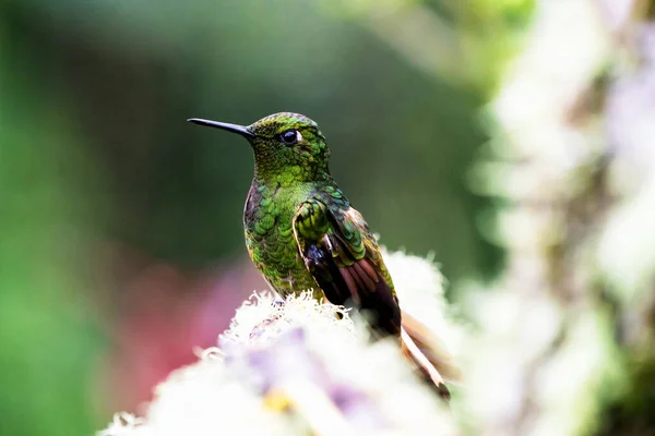 Kolombiya Ormanlarında Görülen Yeşil Parlak Sinekkuşu Güney Amerika — Stok fotoğraf