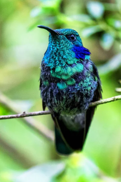 Colibri Brillant Vert Dans Jungle Colombienne Amérique Sud — Photo