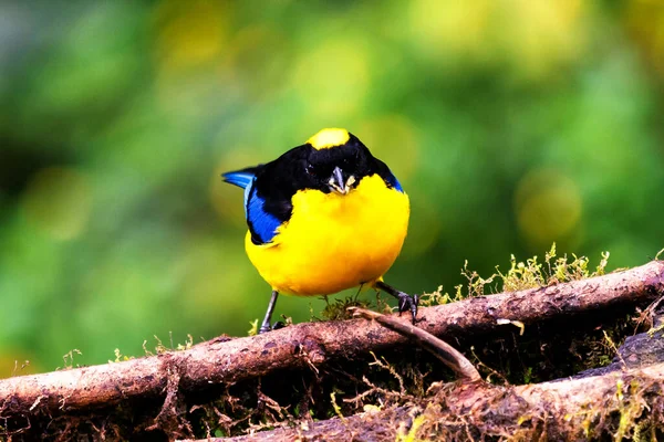 Blue Winged Mountain Tanager Anisognathus Somptuosus Manizales Colombia Pájaro Amarillo — Foto de Stock