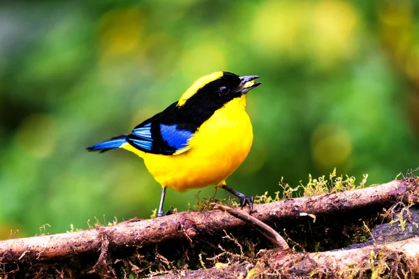 Blue Winged Mountain Tanager Anisognathus Somptuosus Manizales Colombia Pájaro Amarillo — Foto de Stock