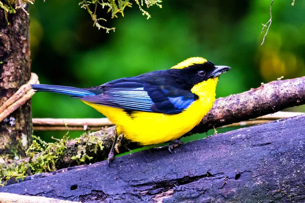 Mavi kanatlı dağ tangası, Anisognathus somptuosus, Manizales, Kolombiya. Sarı, siyah ve mavi kuş, açık yeşil arkaplan ile dalda oturuyor. Ormandan vahşi yaşam sahnesi.