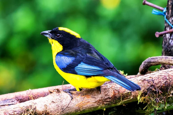 Mavi kanatlı dağ tangası, Anisognathus somptuosus, Manizales, Kolombiya. Sarı, siyah ve mavi kuş, açık yeşil arkaplan ile dalda oturuyor. Ormandan vahşi yaşam sahnesi.