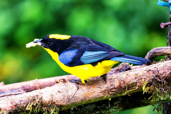 Mavi kanatlı dağ tangası, Anisognathus somptuosus, Manizales, Kolombiya. Sarı, siyah ve mavi kuş, açık yeşil arkaplan ile dalda oturuyor. Ormandan vahşi yaşam sahnesi.