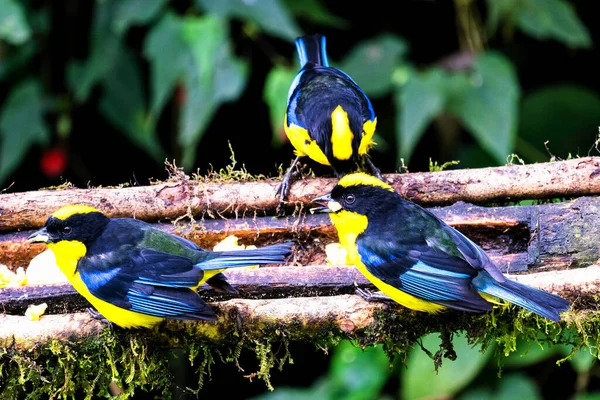 Blue Winged Mountain Tanager Anisognathus Somptuosus Manizales Colombia Pájaro Amarillo — Foto de Stock