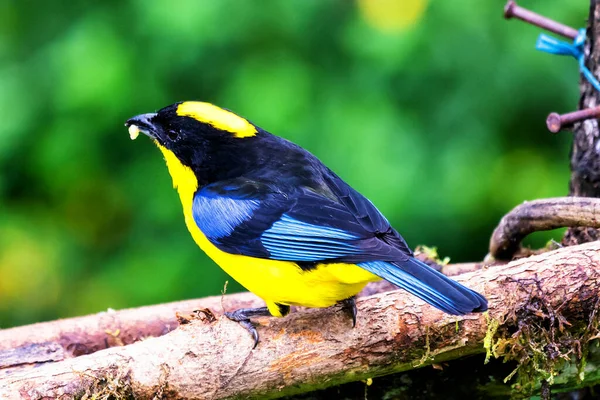 Blue-winged Mountain-tanager, Anisognathus somptuosus, Manizales, Colombia. Yellow, black and blue bird, sitting on the branch with clear green background. Wildlife scene from jungle.