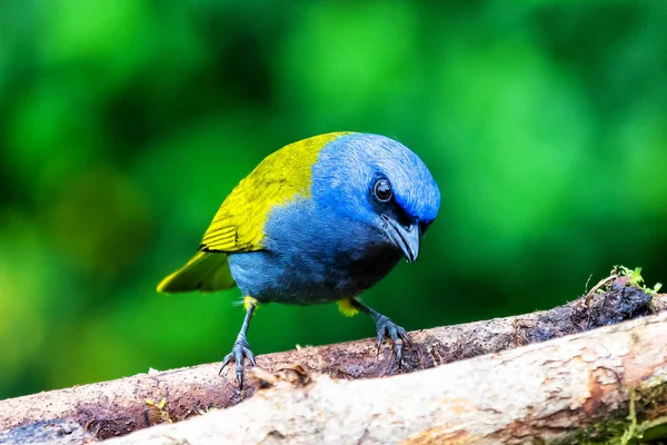 Tanager Niebieskiej Czapce Thraupis Cyjanocephala Egzotyczny Ptak Siedzący Gałęzi Zielonym — Zdjęcie stockowe