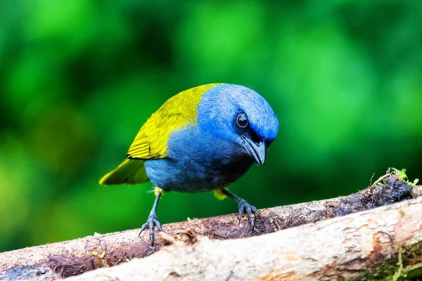 Tanager Azul Thraupis Cyanocephala Pássaro Exótico Sentado Ramo Floresta Verde — Fotografia de Stock