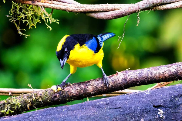 Mavi kanatlı dağ tangası, Anisognathus somptuosus, Manizales, Kolombiya. Sarı, siyah ve mavi kuş, açık yeşil arkaplan ile dalda oturuyor. Ormandan vahşi yaşam sahnesi.