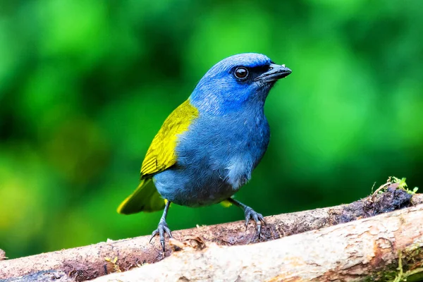 Tanager Niebieskiej Czapce Thraupis Cyjanocephala Egzotyczny Ptak Siedzący Gałęzi Zielonym — Zdjęcie stockowe