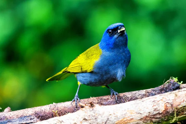 Tanager Niebieskiej Czapce Thraupis Cyjanocephala Egzotyczny Ptak Siedzący Gałęzi Zielonym — Zdjęcie stockowe