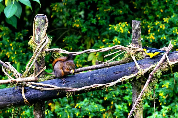 Écureuil Roux Sur Arbre Dans Forêt Tropicale Colombienne Colombie Amérique — Photo