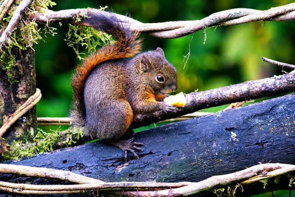 Esquilo Vermelho Uma Árvore Floresta Tropical Colombiana Colômbia América Sul — Fotografia de Stock
