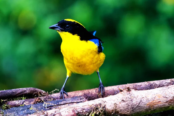 Blue Winged Mountain Tanager Anisognathus Somptuosus Manizales Colombia Pájaro Amarillo — Foto de Stock