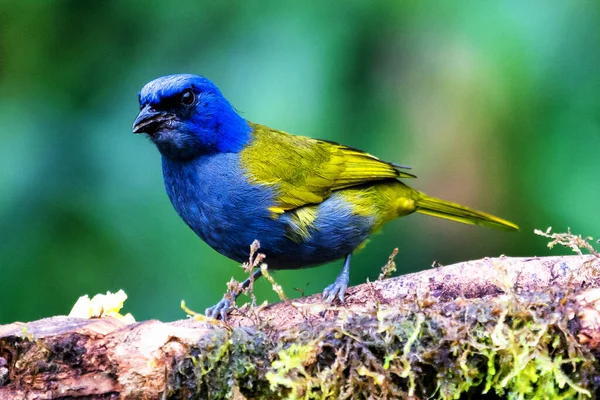 Tanager Niebieskiej Czapce Thraupis Cyjanocephala Egzotyczny Ptak Siedzący Gałęzi Zielonym — Zdjęcie stockowe