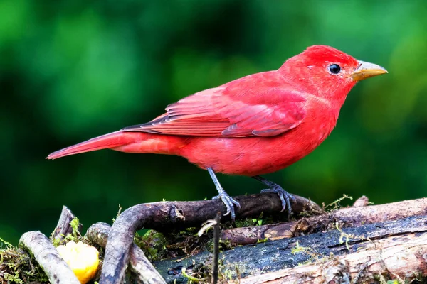 Summer Tanager, Piranga Rubra, doğadaki kırmızı kuş. Yeşil palmiye ağacında duran tanjant. Kolombiya 'da kuş gözlemciliği. Güney Amerika 'da vahşi yaşam sahnesi