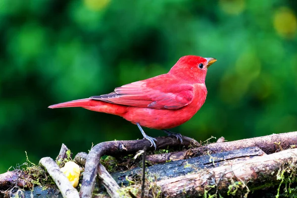 Summer Tanager Piranga Rubra Pájaro Rojo Hábitat Natural Tanager Sentado — Foto de Stock