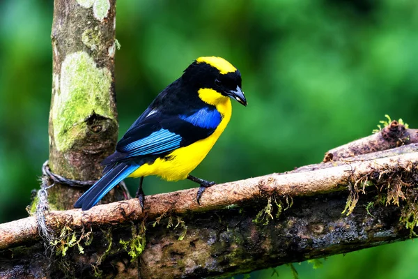 Mavi kanatlı dağ tangası, Anisognathus somptuosus, Manizales, Kolombiya. Sarı, siyah ve mavi kuş, açık yeşil arkaplan ile dalda oturuyor. Ormandan vahşi yaşam sahnesi.