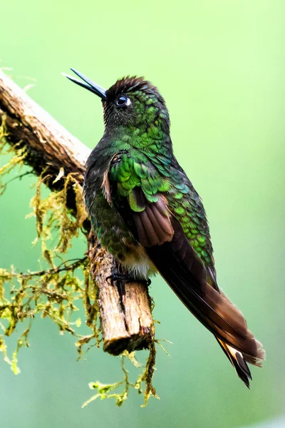 Beija Flor Brilhante Verde Visto Selva Colombiana América Sul — Fotografia de Stock