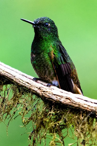 Colibri Brillant Vert Dans Jungle Colombienne Amérique Sud — Photo