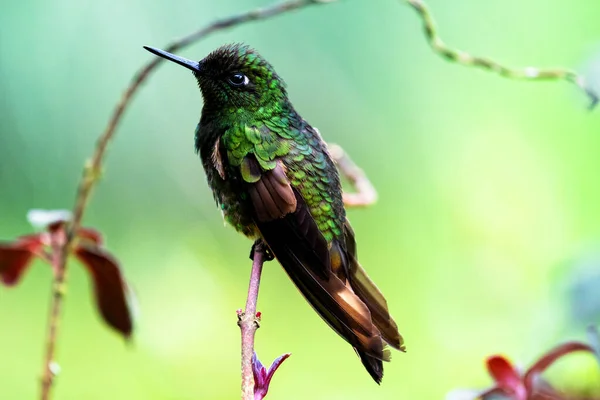 Beija Flor Brilhante Verde Visto Selva Colombiana América Sul — Fotografia de Stock