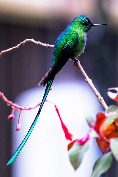 Zielony Błyszczący Koliber Widziany Kolumbijskiej Dżungli Ameryka Południowa — Zdjęcie stockowe