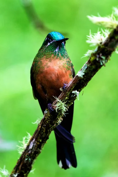 Colibri Brillant Vert Dans Jungle Colombienne Amérique Sud — Photo