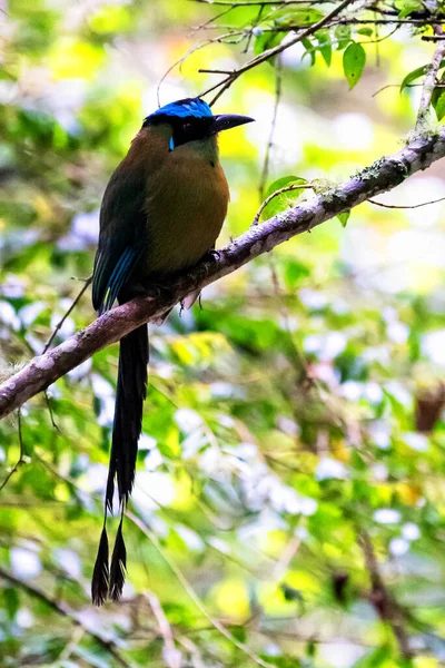 Highland Motmot Momotus Aequatorialis Momota Motmot Más Grande Pájaro Con —  Fotos de Stock