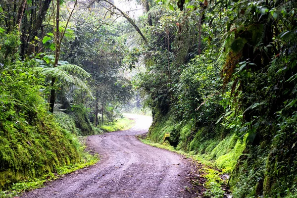 Vista Panorâmica Floresta Tropical Reserva Rio Blanco Interior Colômbia Perto — Fotografia de Stock