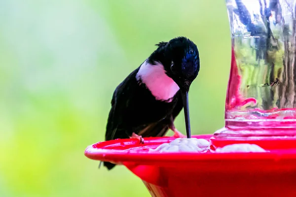 Grüner Glänzender Kolibri Kolumbianischen Dschungel Südamerika — Stockfoto